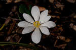 Bloodroot